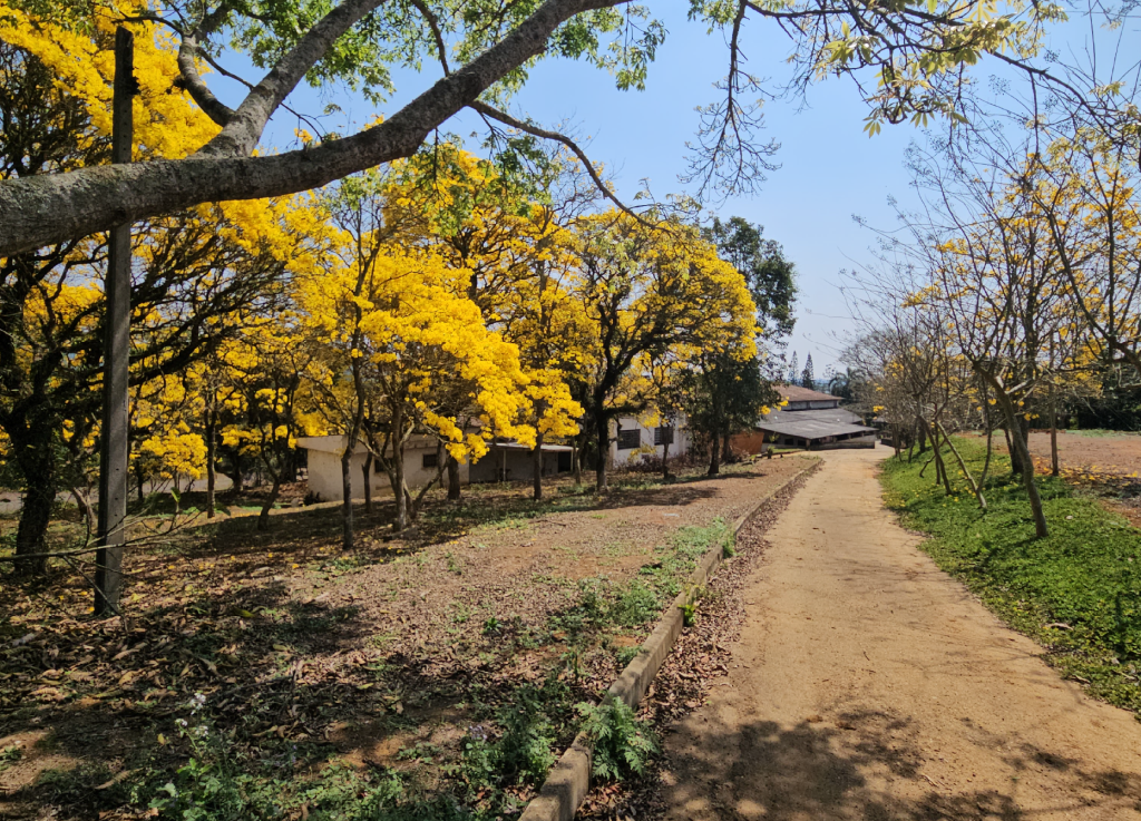 Ipelândia